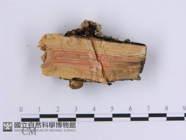 韌革菌屬藏品圖，第4張