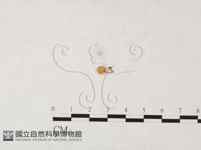 發光小菇藏品圖，第3張