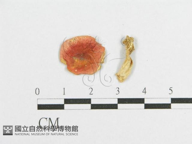 登錄號:F0012536藏品圖，第3張