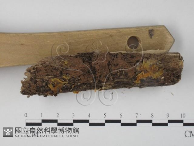 銀耳屬藏品圖，第3張