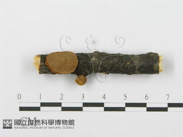 登錄號:F0017536藏品圖，第1張