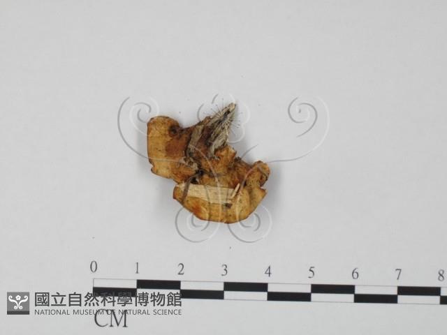 登錄號:F0009536藏品圖，第3張