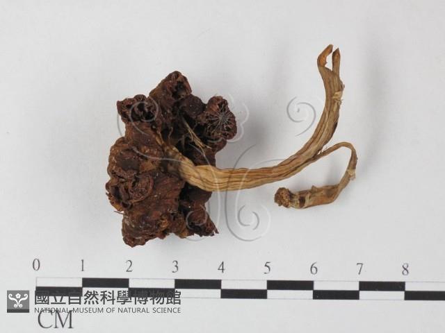 登錄號:F0023536藏品圖，第3張