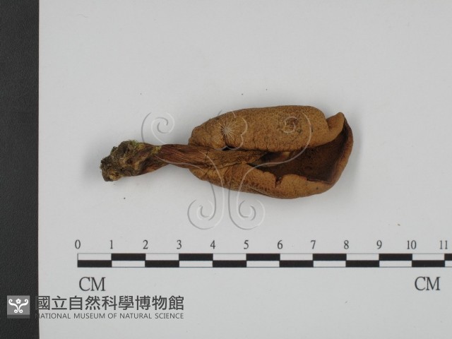 登錄號:F0003536藏品圖，第3張