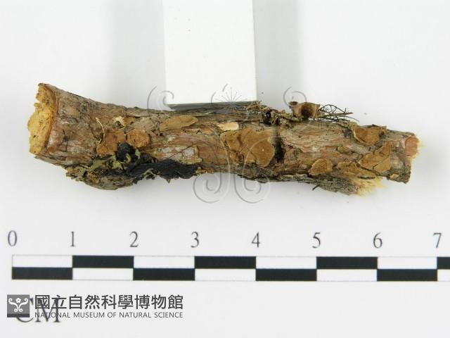 登錄號:F0013536藏品圖，第3張