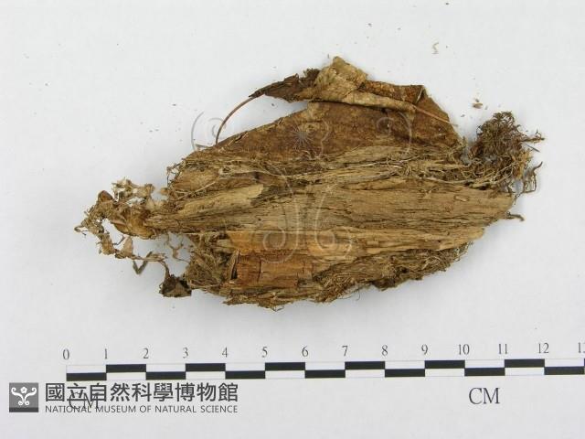 登錄號:F0008136藏品圖，第3張