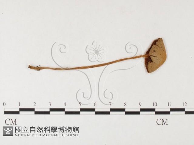 登錄號:F0026136藏品圖，第3張