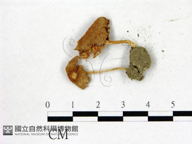 登錄號:F0016136藏品圖，第3張