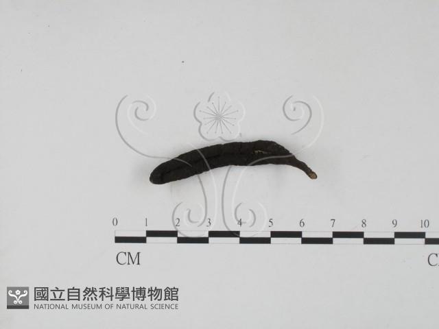 登錄號:F0001136藏品圖，第3張
