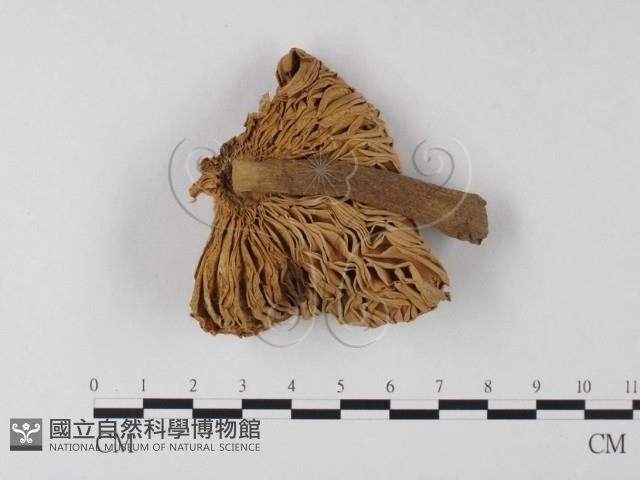 登錄號:F0011136藏品圖，第1張