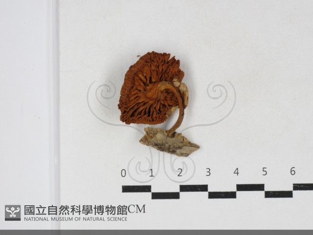登錄號:F0034136藏品圖，第3張