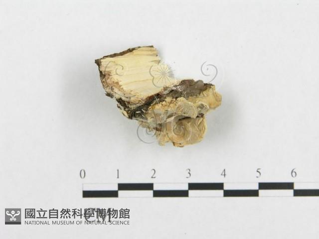 登錄號:F0007136藏品圖，第3張