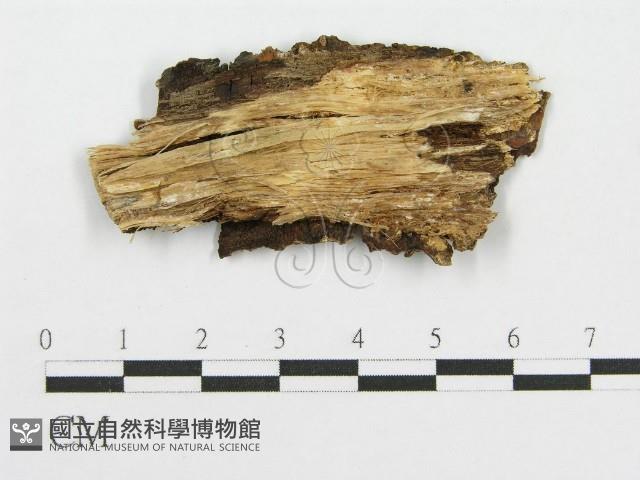 筍殼菌屬藏品圖，第3張