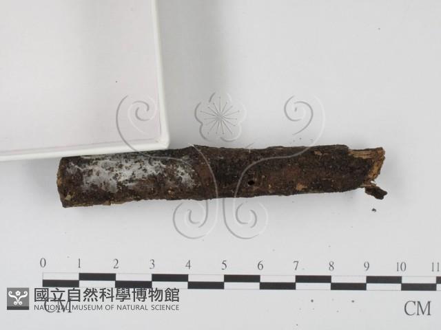 登錄號:F0005136藏品圖，第3張