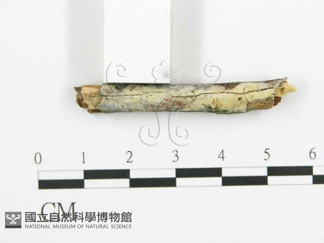 阿太菌屬藏品圖，第3張