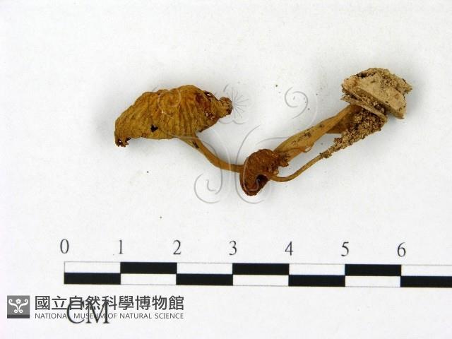 盔孢傘屬藏品圖，第3張