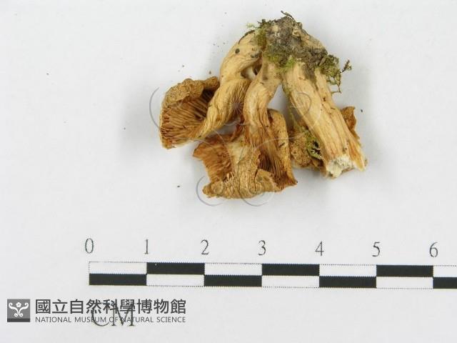 登錄號:F0013136藏品圖，第3張