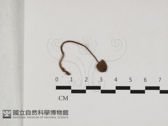 登錄號:F0033136藏品圖，第3張