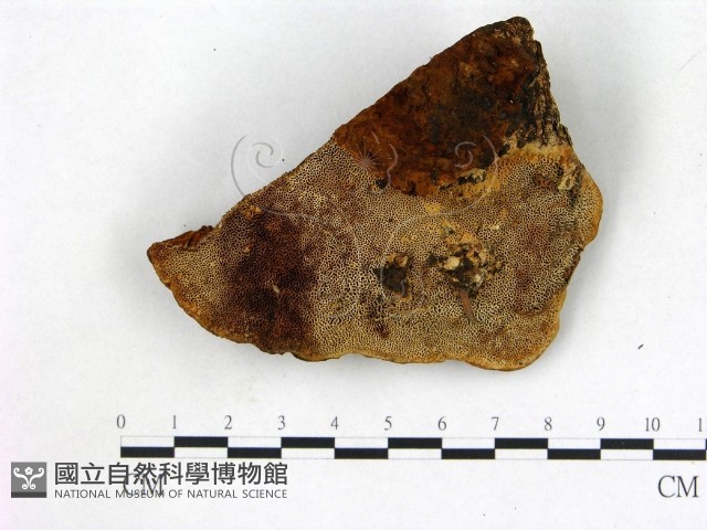 登錄號:F0008036藏品圖，第3張