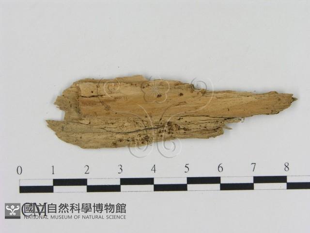 館號:F0020036藏品圖，第3張
