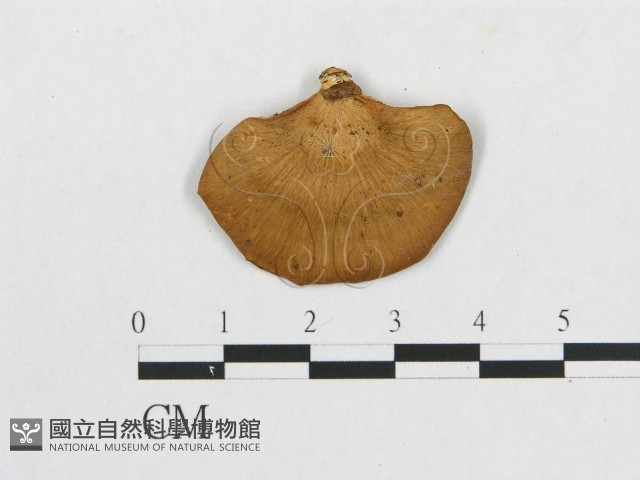 多孔菌屬藏品圖，第3張