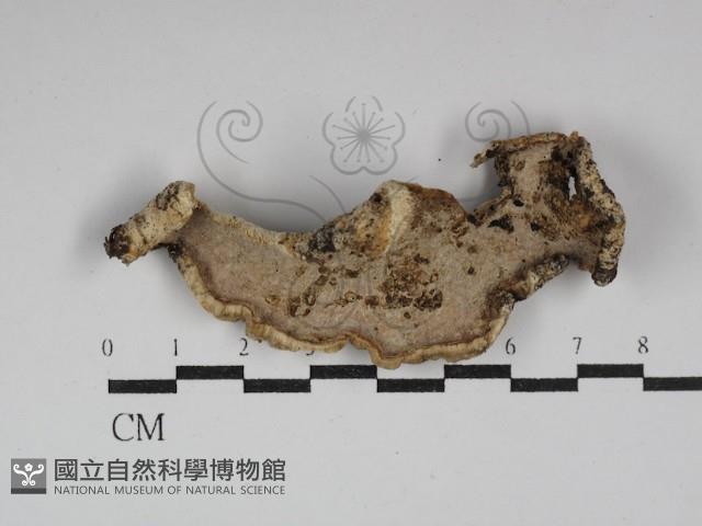 硬孔菌屬藏品圖，第3張