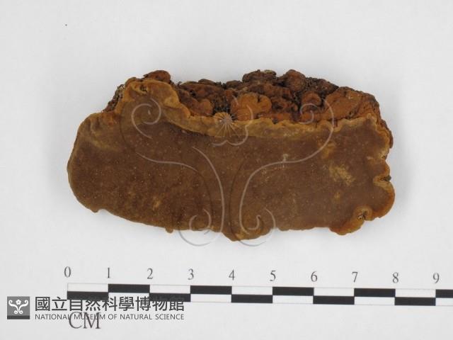 登錄號:F0026036藏品圖，第3張