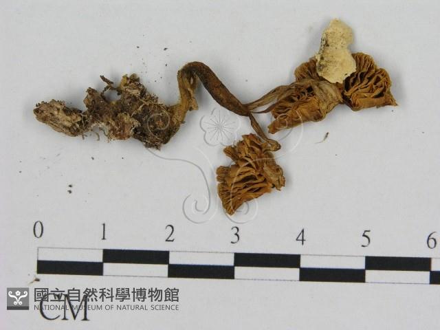 登錄號:F0016036藏品圖，第3張