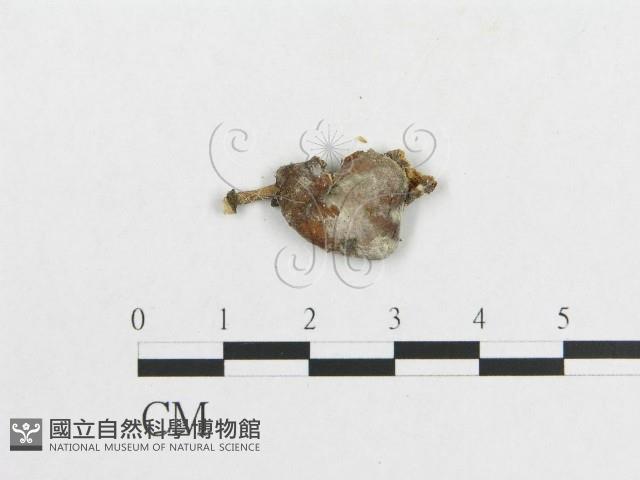 多孔菌屬藏品圖，第3張