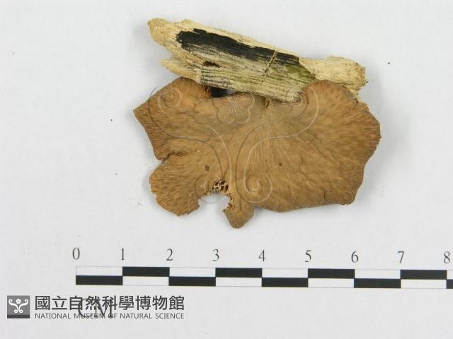 登錄號:F0012036藏品圖，第3張