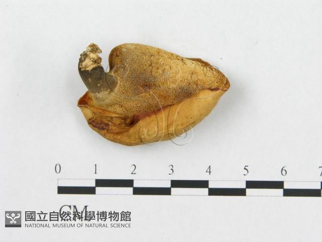 登錄號:F0007036藏品圖，第3張