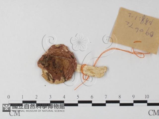 紅菇屬藏品圖，第3張
