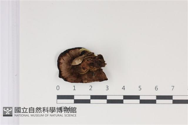 登錄號:F0035036藏品圖，第3張