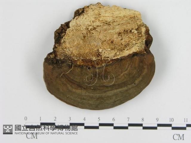 登錄號:F0009036藏品圖，第1張