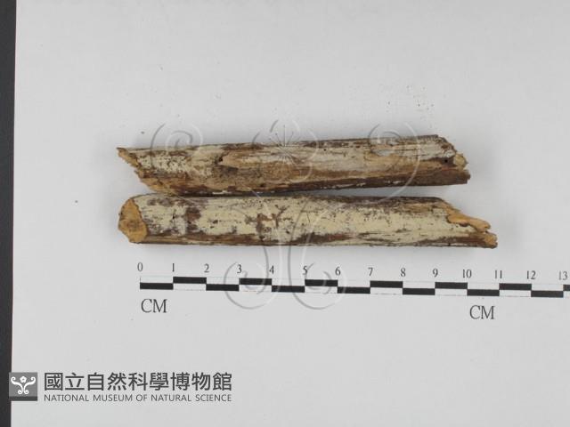 冇骨消絲齒菌藏品圖，第1張