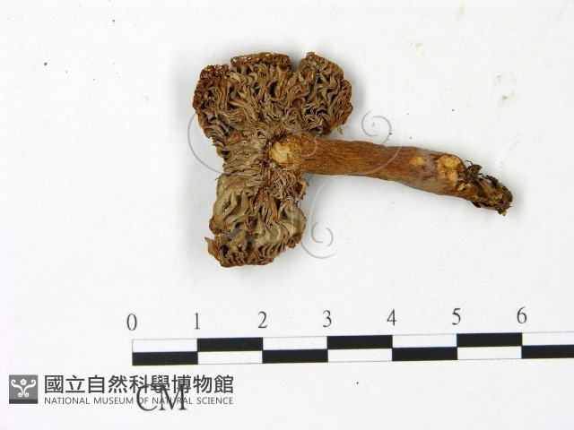 登錄號:F0023036藏品圖，第3張