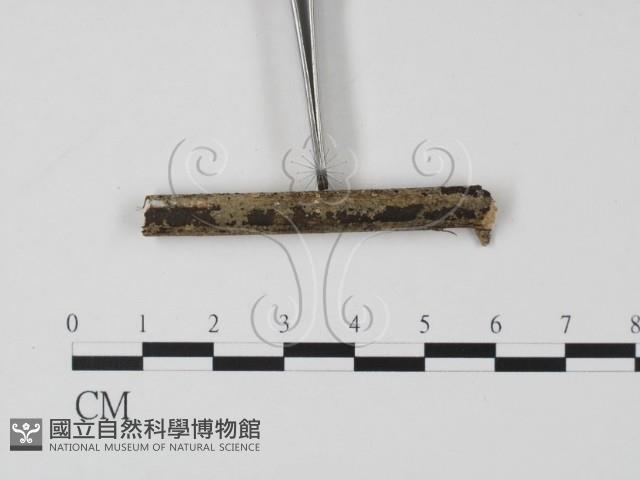 登錄號:F0000336藏品圖，第1張