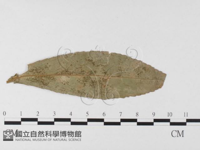 登錄號:F0026336藏品圖，第1張