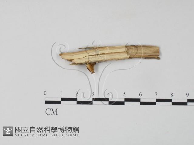 雲芝藏品圖，第3張