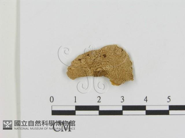 登錄號:F0016336藏品圖，第3張