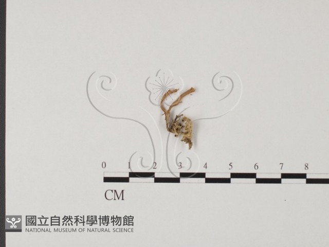 登錄號:F0014336藏品圖，第3張