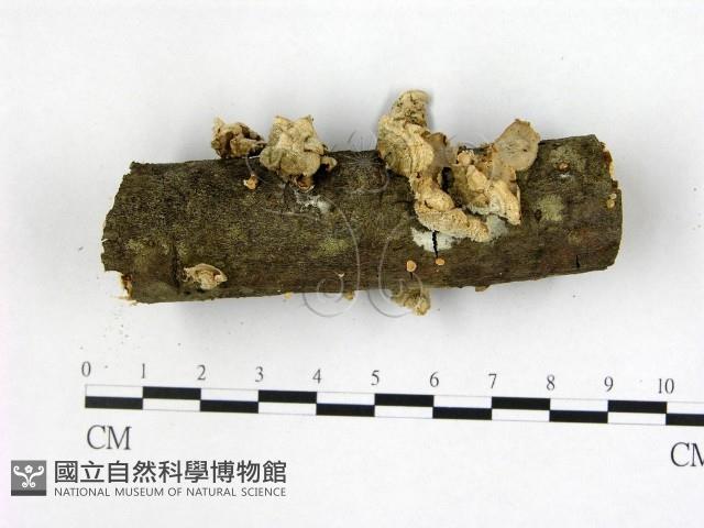 登錄號:F0022336藏品圖，第3張