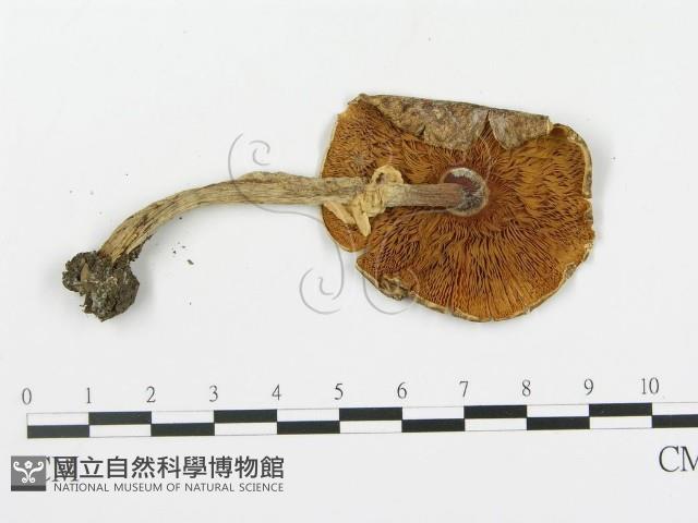 登錄號:F0002336藏品圖，第3張