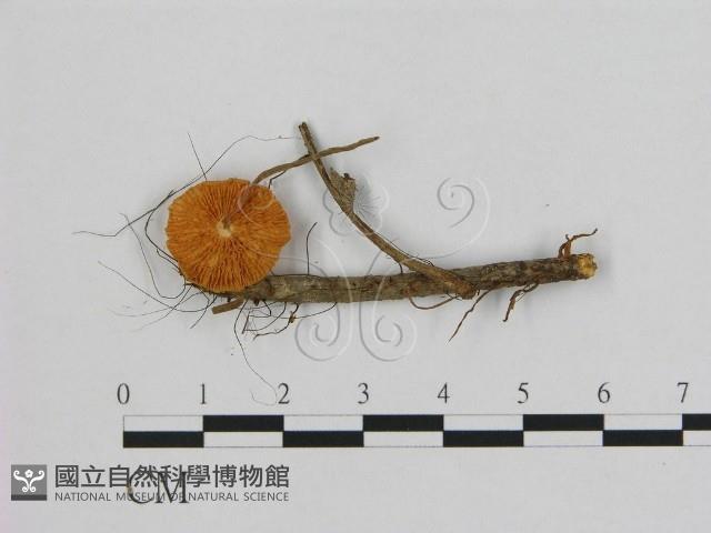 小皮傘屬藏品圖，第3張
