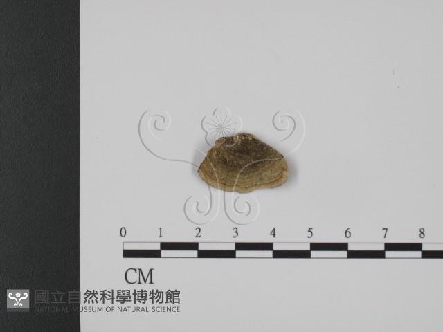 登錄號:F0007336藏品圖，第3張