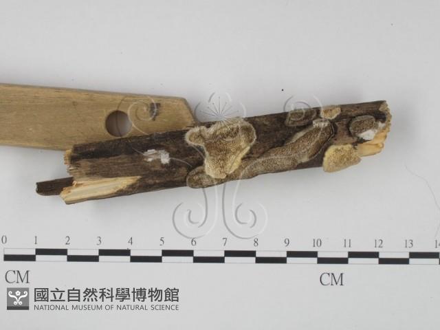 登錄號:F0017336藏品圖，第3張