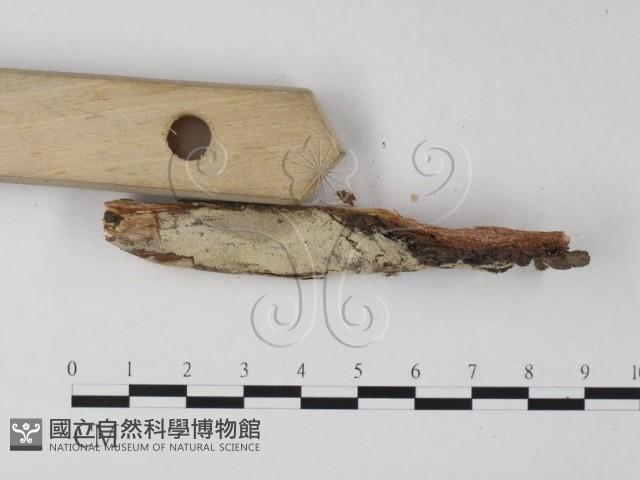 登錄號:F0025336藏品圖，第3張