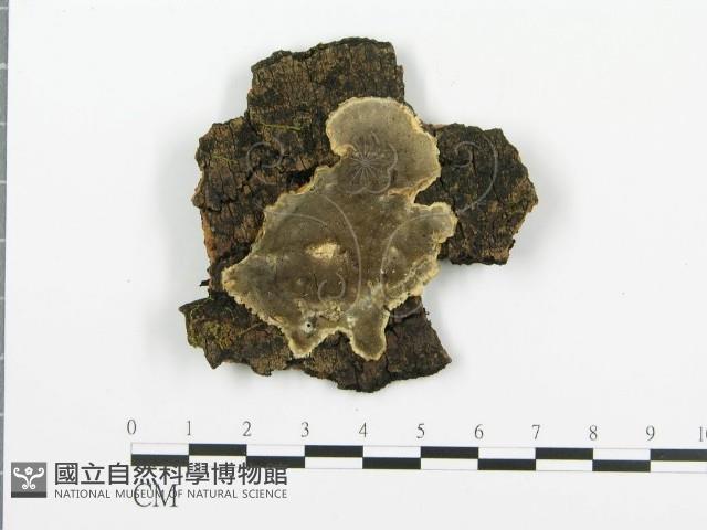 煙管菌藏品圖，第3張