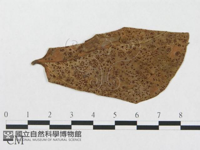 登錄號:F0019336藏品圖，第1張