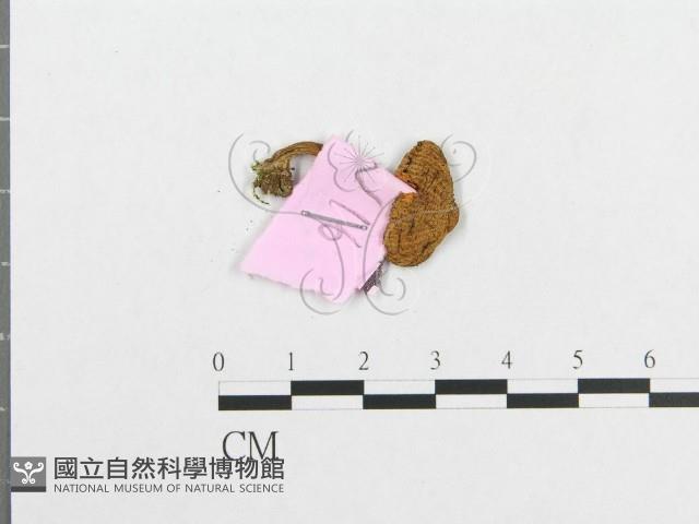 登錄號:F0013336藏品圖，第3張